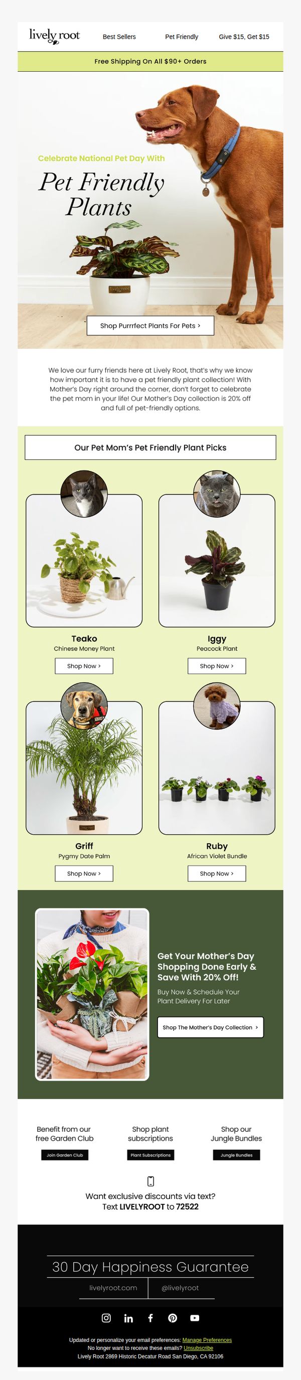 Lively Root