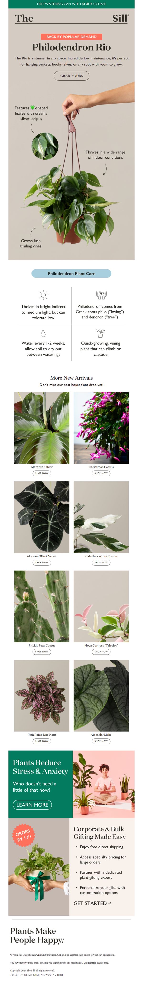 10. The Sill: Fast-growing & variegated, the Rio is here to steal your heart.