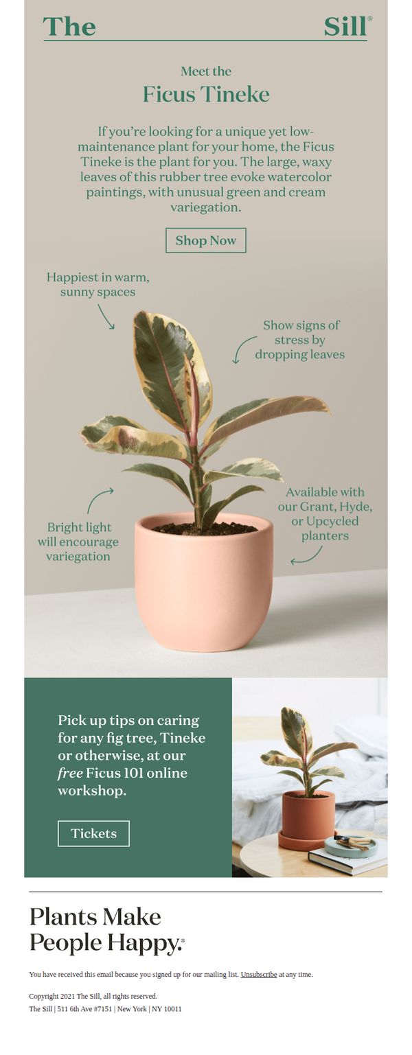 9. Meet the Ficus Tineke
